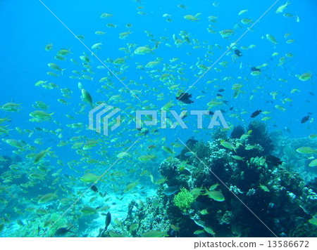 一群黃色美麗的熱帶魚在菲律賓 13586672