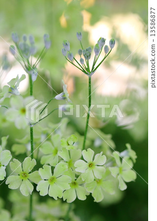 Primula malacoides~Winte·Lime Green Primula malacoides~Winte·Lime Green 13586877