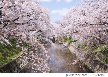 Cherry tree in Gojo River 13586988