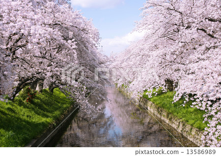 在Gojo河的櫻桃樹 13586989