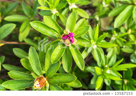 杜鵑花的芽 杜鵑花的芽 13587153
