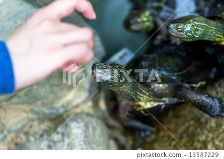 Feed the turtle Feed the turtle 13587229