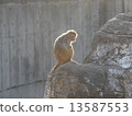 閃閃發光的猴子 13587553