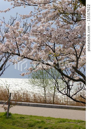 櫻花06 13587622