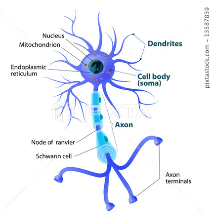 Structure of a motor neuron Structure of a motor neuron 13587839