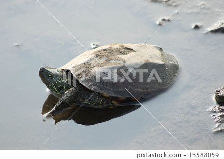 Numa Numata稻田烏龜烏龜 13588059