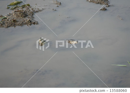 A turtle turtle of Numa Numata paddy field A turtle turtle of Numa Numata paddy field 13588060