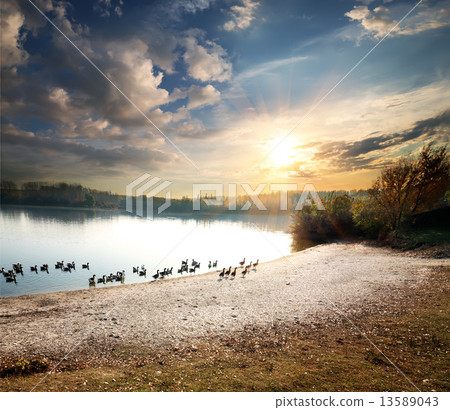 Geese in lake Geese in lake 13589043