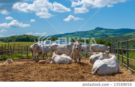 Chianina cows in Tuscany, providers of Florentine steak Chianina cows in Tuscany, providers of Florentine steak 13589058