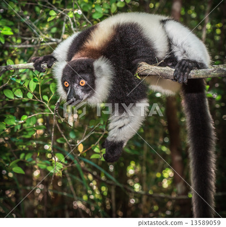 Black-and-white ruffed lemur of Madagascar 13589059