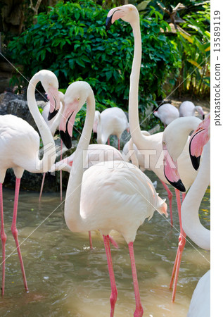 Greater Flamingos bird Greater Flamingos bird 13589119