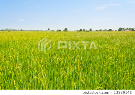 Landscape green rice fields 13589148