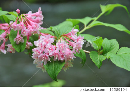 Weigela Weigela 13589194