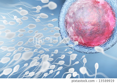 Illustration of sperm and egg cell 13589919