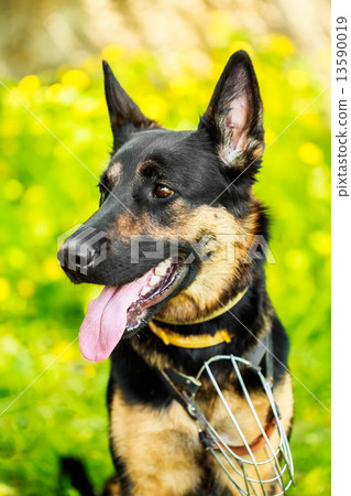 German Shepherd Dog German Shepherd Dog 13590019