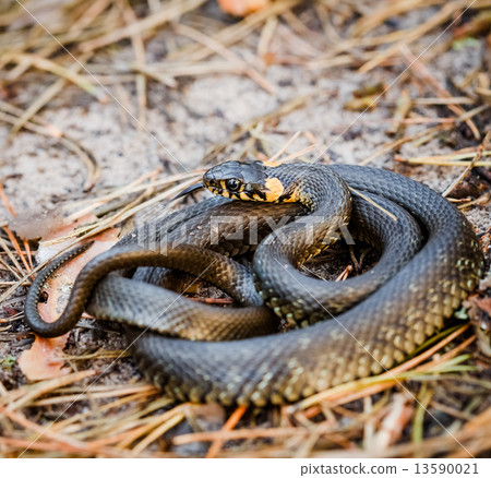 Grass-snake, adder in early spring Grass-snake, adder in early spring 13590021