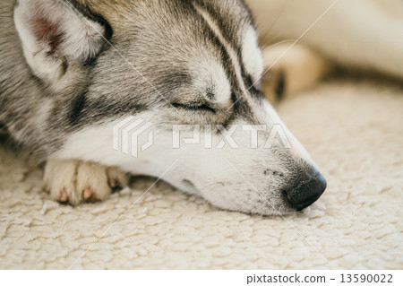 Gray Adult Siberian Husky Dog (Sibirsky husky) Gray Adult Siberian Husky Dog (Sibirsky husky) 13590022