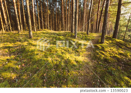 Green Coniferous Forest, Russian Nature Green Coniferous Forest, Russian Nature 13590023