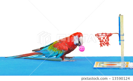 Macaw playing basketball ball toy isolated on white Macaw playing basketball ball toy isolated on white 13590124