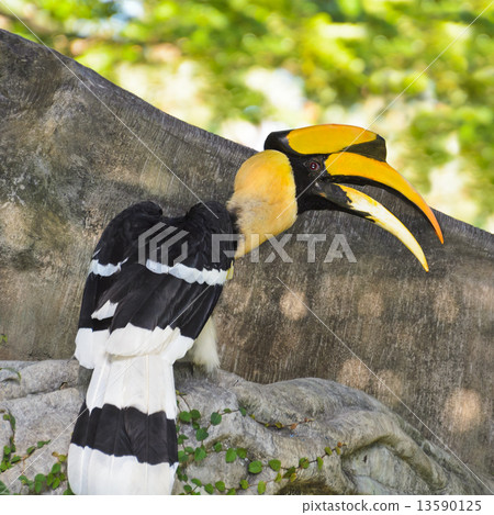 Great Hornbill or Buceros bicornis large birds in Thailan 13590125