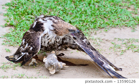 Changeable Hawk Eagle (Nisaetus limnaeetus) 13590126
