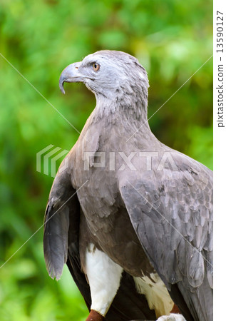 Lesser Fish Eagle ( Ichthyophaga humili ) 13590127