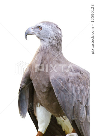 Lesser Fish Eagle ( Ichthyophaga humili ) 13590128
