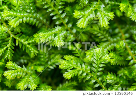 Selaginella kraussiana green small plant Selaginella kraussiana green small plant 13590146