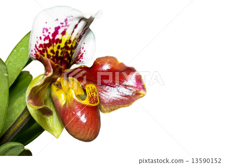 Slipper Orchid ( Paphiopedilum ) Exotic flowers isolated on whit 13590152