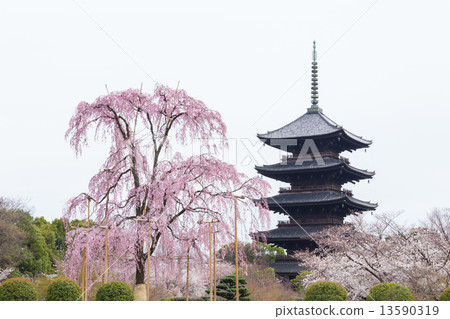Fuji cherry tree of Tojo and five-storied pagoda Fuji cherry tree of Tojo and five-storied pagoda 13590319