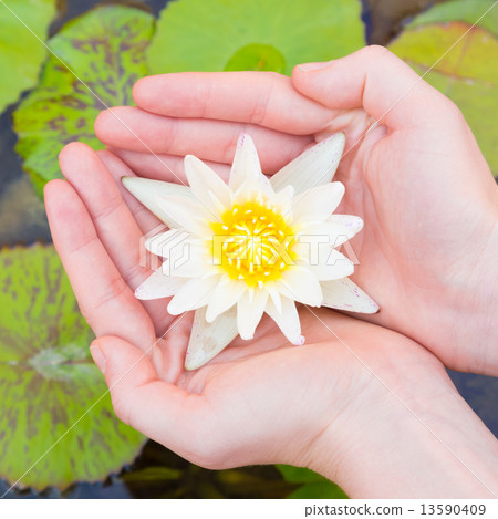 Woman hands holding lotus flower 13590409