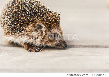 Small Funny Hedgehog On Wooden Floor Small Funny Hedgehog On Wooden Floor 13590442