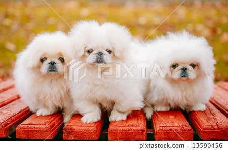 Three White Puppies Pekingese Pekinese Peke Whelps Puppy Dog 13590456