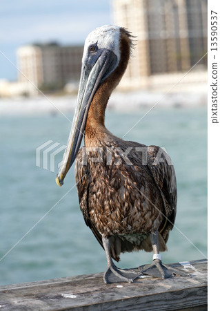 Clearwater Beach Florida Pelican 13590537