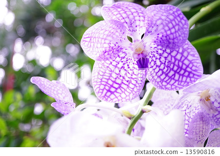 Panda violet 13590816