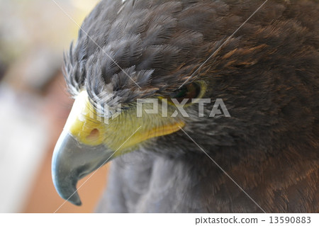 Harris Hawk Harris Hawk 13590883