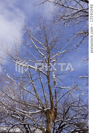 A snow-capped tree with snow 13591048