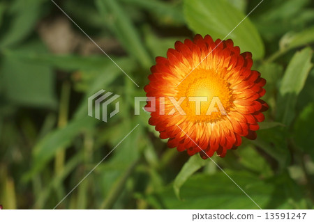 Wheatwalagik 13591247