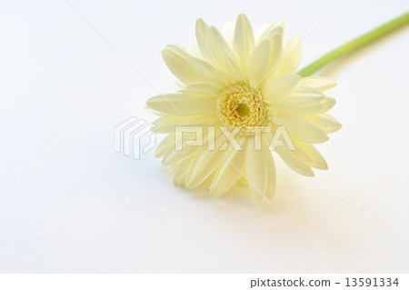 Creamy Gerbera Creamy Gerbera 13591334
