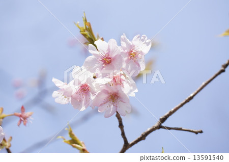 櫻桃樹 櫻桃樹 13591540