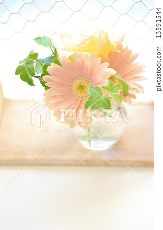 非洲菊插花 13591544