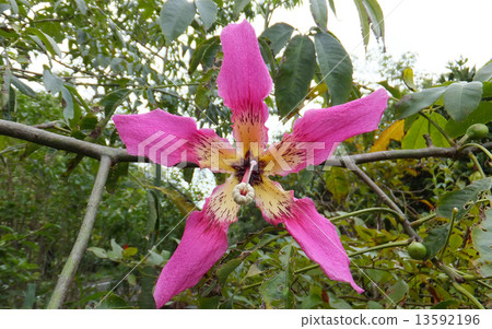 屋久島的花1 13592196