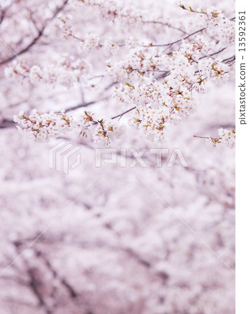 Yoshino cherry tree 13592361