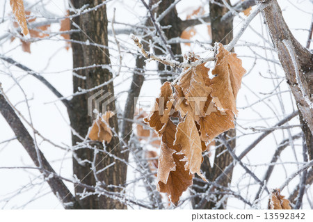 Kashiwa leaves in winter 13592842