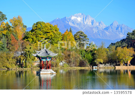 Black Lilies of Lijiang 13595578