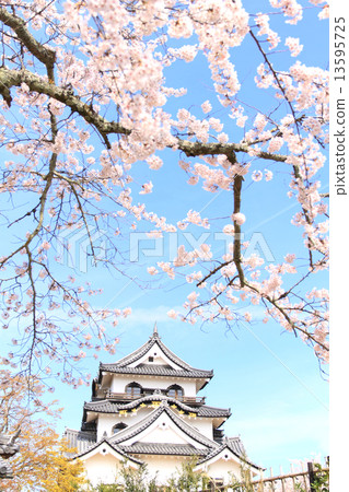 四月滋賀彥根城堡 - 城堡和櫻花 13595725