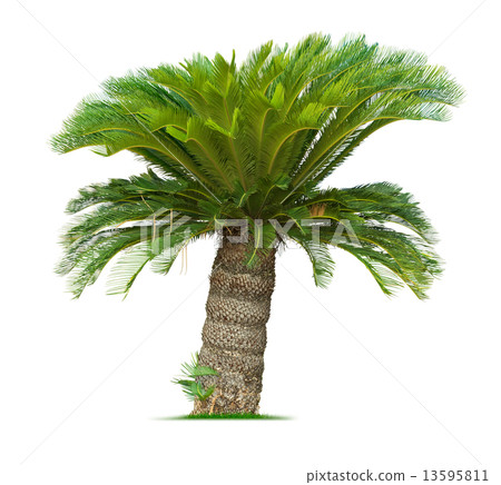 Cycad palm tree 13595811