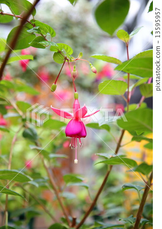 紫紅色的鈴聲 13595957