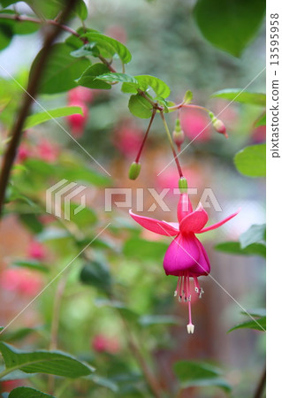 Fuchsia chime 13595958