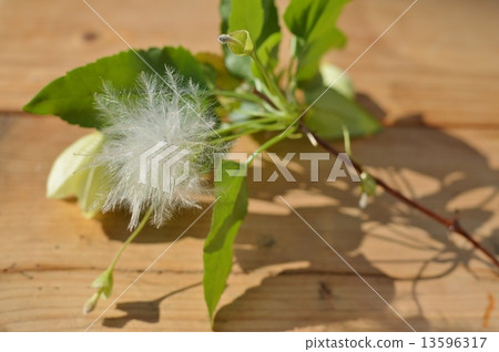 鐵線蓮絨毛 鐵線蓮絨毛 13596317